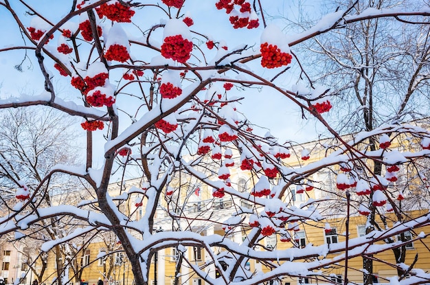 Büschel von Eberesche auf schneebedeckten Zweigen Das Bild wurde in Russland in der Stadt Orenburg aufgenommen