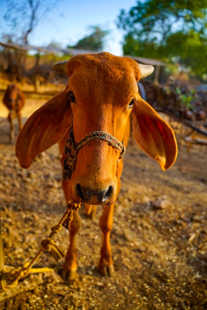 Buey en el campo de la agricultura, la vida rural india