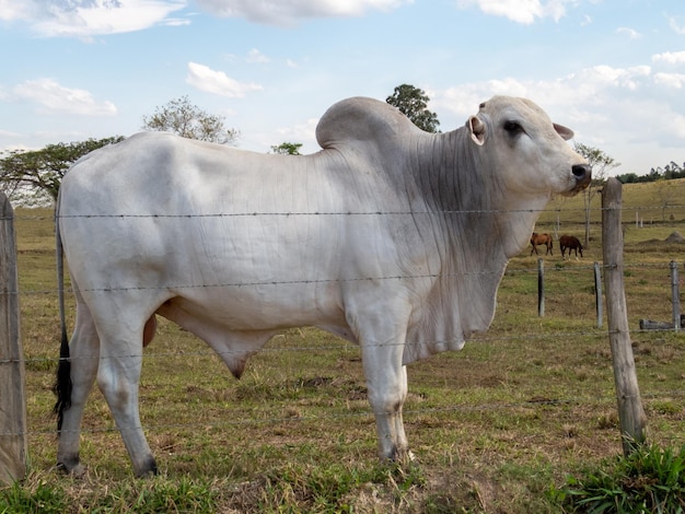 Buey Nelore en el pasto cercado