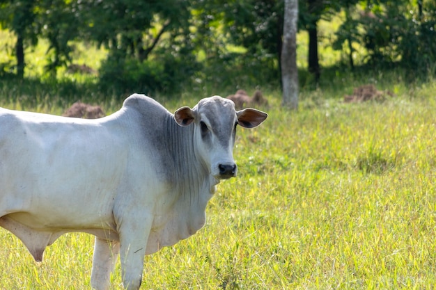 Buey en el pasto de la granja