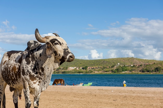 Buey en la playa fluvial de Ilha do Ferro