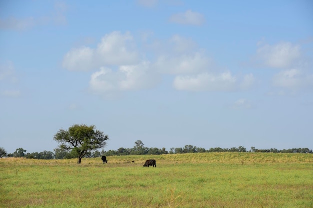 Bueyes y novillas criados con hierba natural Producción de carne argentina