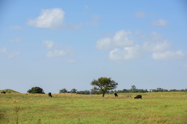 Bueyes y novillas criados con hierba natural Producción de carne argentina