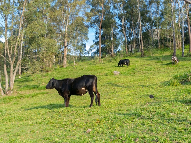 Bueyes que viven libremente en el campo verde