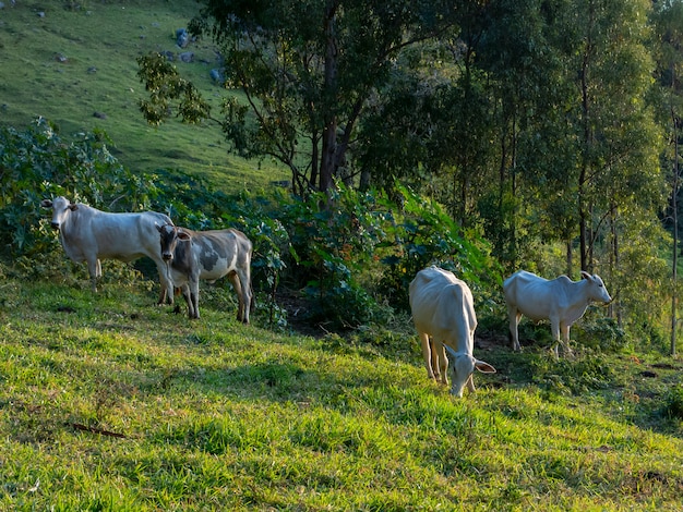 Bueyes que viven libremente en el campo verde