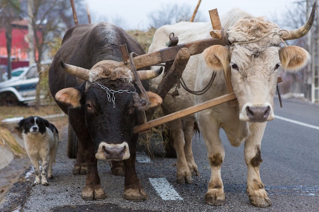 Bueyes tirando de un carro cargado de heno a lo largo de una carretera rumana. Animales resistentes y trabajadores.