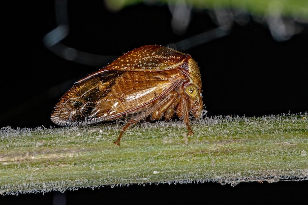 Búfalo adulta Treehopper da Tribo Ceresini