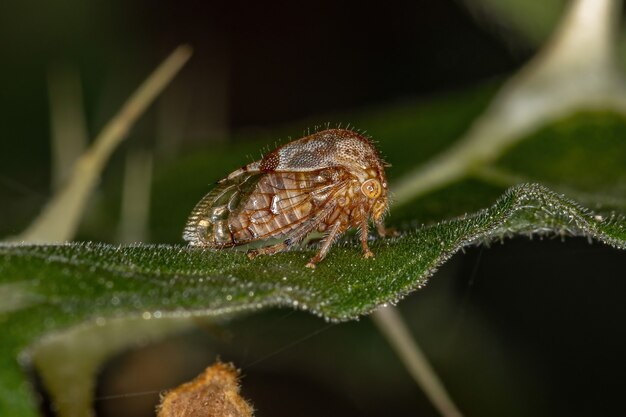 Búfalo adulta Treehopper da Tribo Ceresini