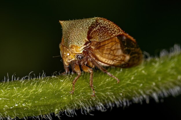 Búfalo adulta Treehopper da Tribo Ceresini