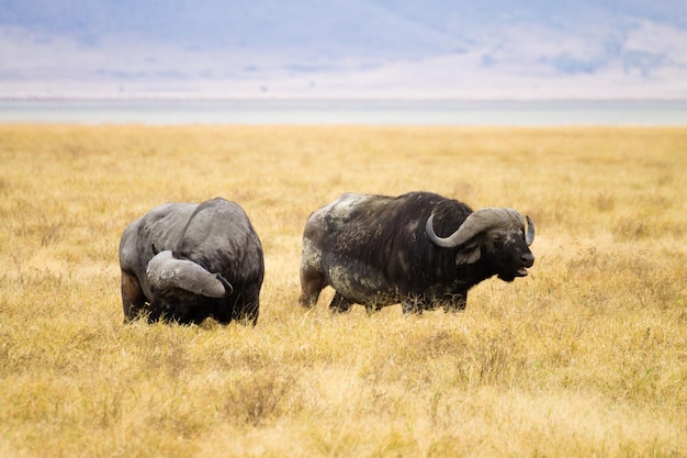 Búfalo africano cerca del cráter del Área de Conservación de Ngorongoro Tanzania