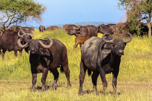 Búfalo africano close-up. savanna serengeti, tanzânia