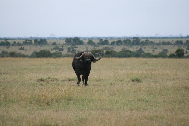 búfalo africano de pé em um campo gramado