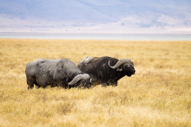 Búfalo africano de perto