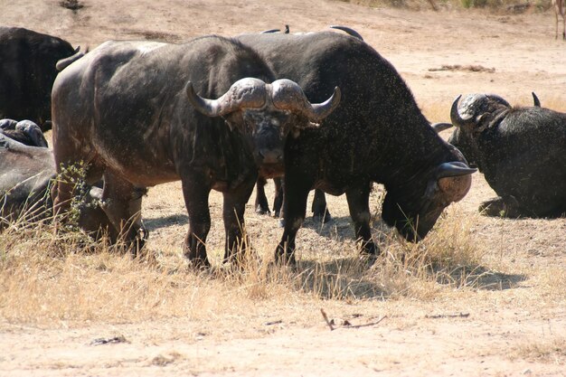 Búfalo africano salvaje cruzando una calle en el parque Kruger Sudáfrica