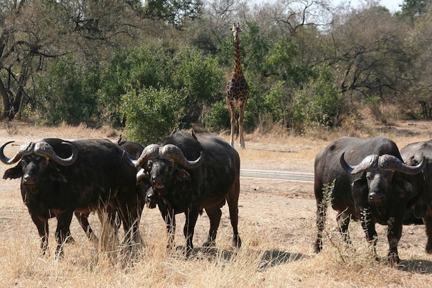 Búfalo africano salvaje cruzando una calle en el parque Kruger Sudáfrica