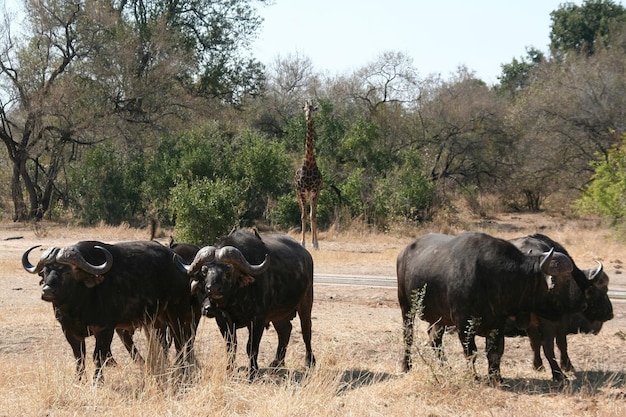 Búfalo africano selvagem atravessando uma rua no parque Kruger África do Sul