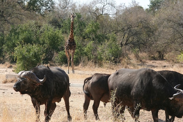 Búfalo africano selvagem atravessando uma rua no parque Kruger África do Sul