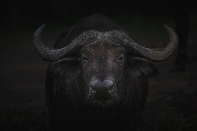 Búfalo africano Syncerus caffer