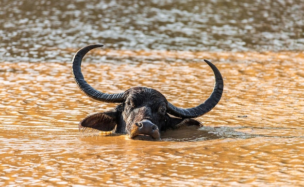 Búfalo de agua asiático Bubalus bubalis migona en el agua en el Parque Nacional Yala Sri Lanka