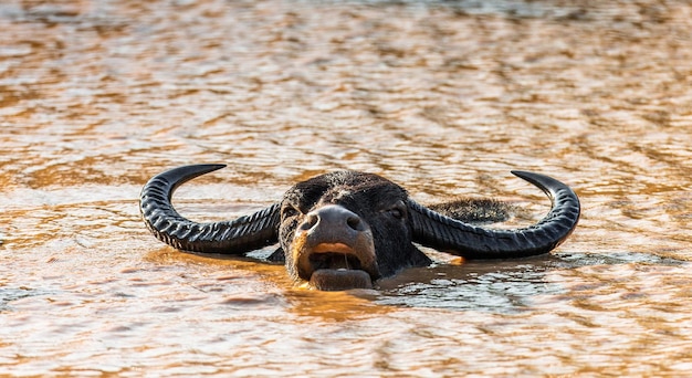 Búfalo de agua asiático Bubalus bubalis migona en el agua en el Parque Nacional Yala Sri Lanka