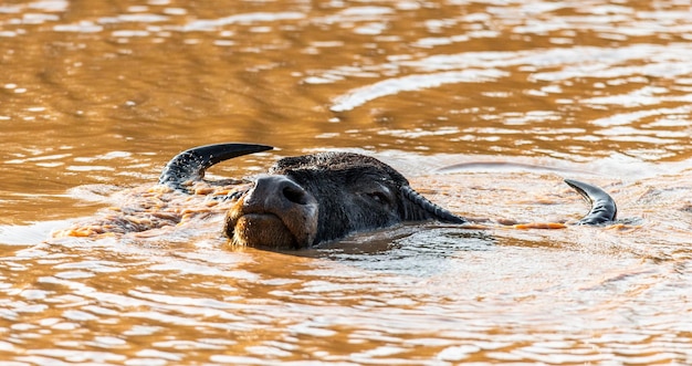 Búfalo de agua asiático Bubalus bubalis migona en el agua en el Parque Nacional Yala Sri Lanka