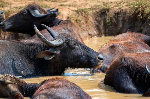 Búfalo de agua asiático o bubbalus bubbalis en barro