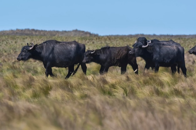 Búfalo de agua Bubalus bubalis especie introducida en Argentina La Pampa Patagonia