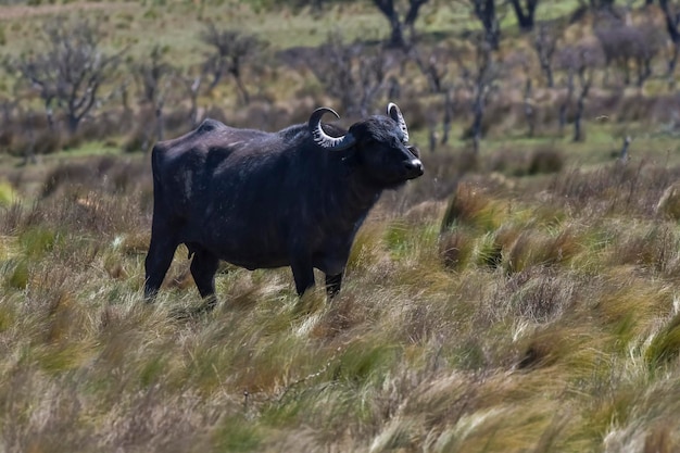 Búfalo de agua Bubalus bubalis especie introducida en Argentina La Pampa Patagonia