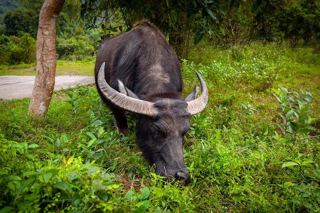 El búfalo de agua Bubalus bubalis