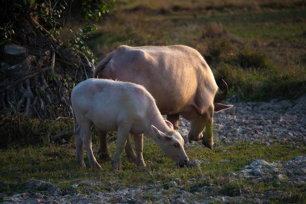 Búfalo de agua en el campo de arroz al atardecer