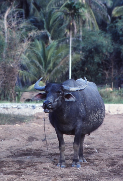 Búfalo de agua en el campo contra los árboles