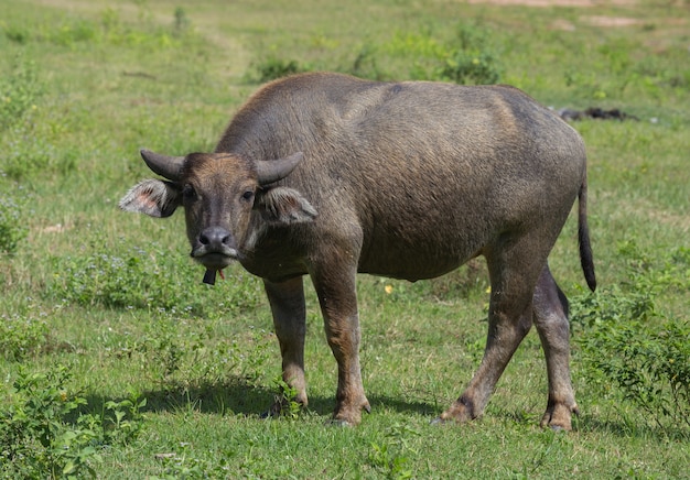 Búfalo de agua en el campo de hierba