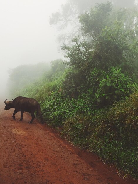 Foto búfalo de agua en la carretera durante el tiempo de niebla