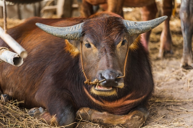 Búfalo de agua descansando en la granja