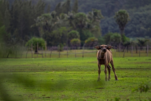 El búfalo de agua más joven excitado en el campo de la agricultura Tailandia