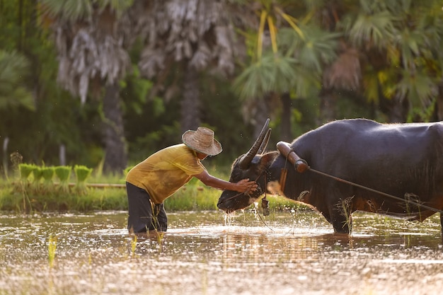 Búfalo de agua, multitud de búfalos y granjero durante la puesta de sol, búfalos de agua domésticos Tailandia local búfalo asiático Bubalus bubalis