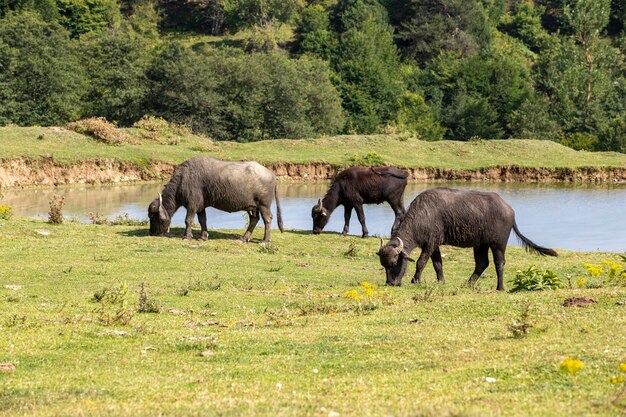 El búfalo de agua pastando en el prado el búfalo pastando junto al pequeño lago