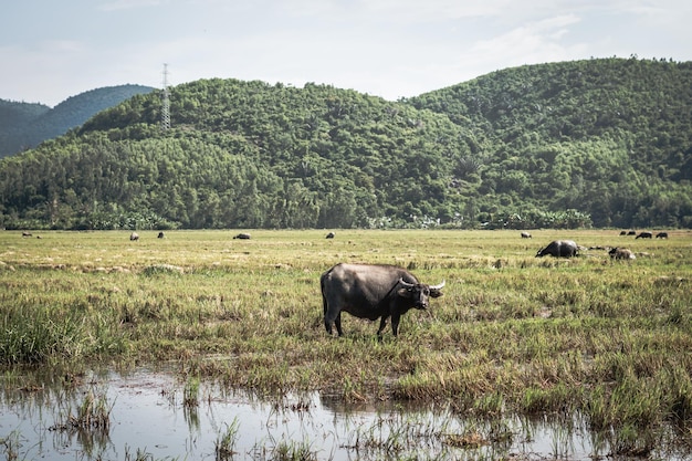 Búfalo de agua Pasto de pie campo de hierba de arroz prado sol montañas boscosas fondo cielo claro Paisaje paisaje belleza de la naturaleza animales concepto finales de verano principios de otoño día