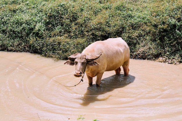 Búfalo de agua de pie en el río