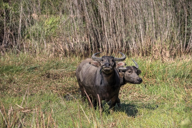 Búfalo de agua que se coloca en hierba verde y que mira a mí o a usted