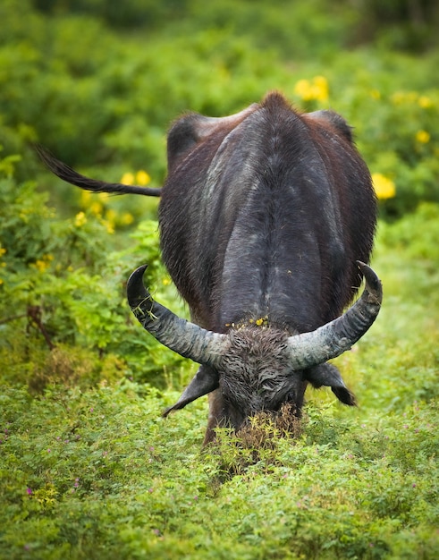 Búfalo de agua salvaje macho closeup disparó cabeza abajo y pastando hierba exuberante en el parque nacional de Yala búfalo salvaje macho con cuernos curvos