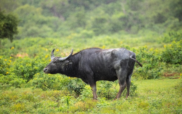 El búfalo de agua salvaje solitario se queda quieto bajo la lluvia exuberante vegetación en el parque nacional de Yala