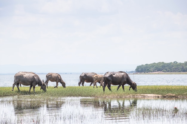 Búfalo de agua en Tailandia