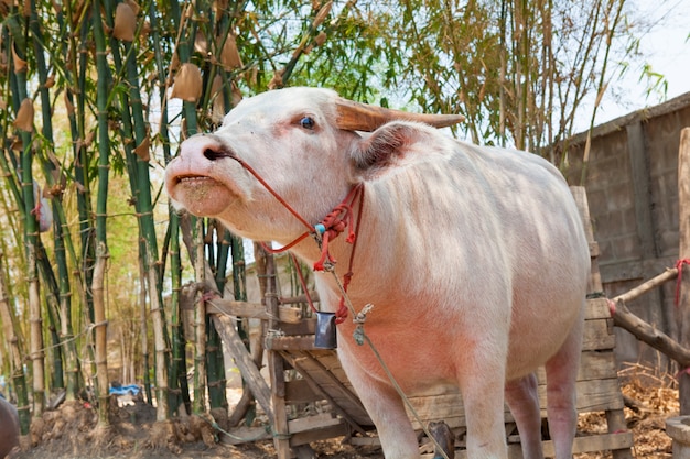 El búfalo albino