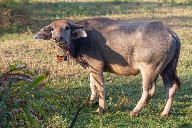 Búfalo animal asiático tailandês no campo que come a grama