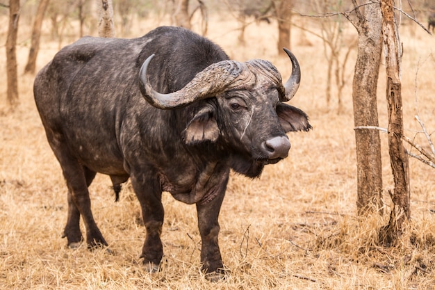 Búfalo entre los arbustos. Sudáfrica.