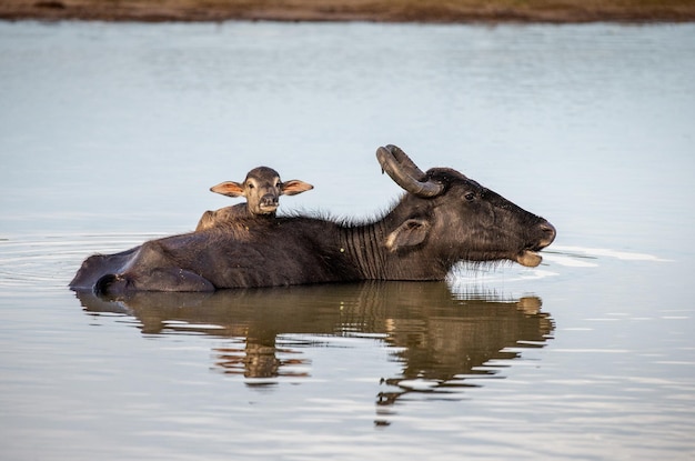 Búfalo asiático Bubalus bubalis migona na água com um bezerro no Parque Nacional Yala Sri Lanka