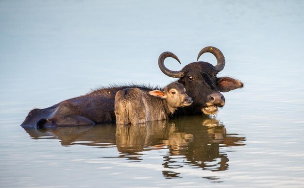 Búfalo asiático Bubalus bubalis migona na água com um bezerro no Parque Nacional Yala Sri Lanka