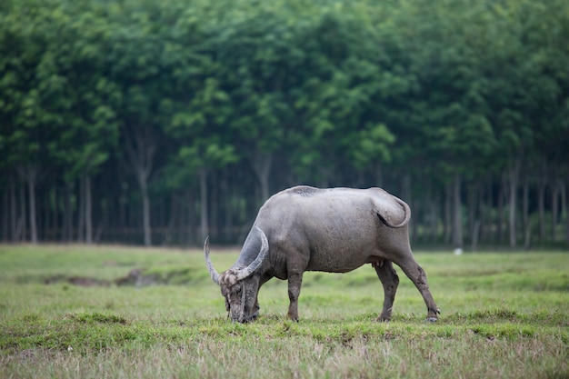 Búfalo asiático na fazenda