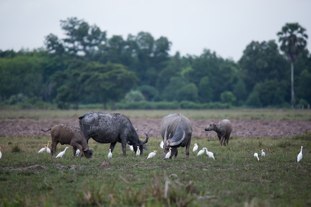 Búfalo asiático na fazenda